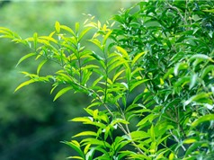 Cao Bằng: Nhân giống và trồng thâm canh rau ngót rừng